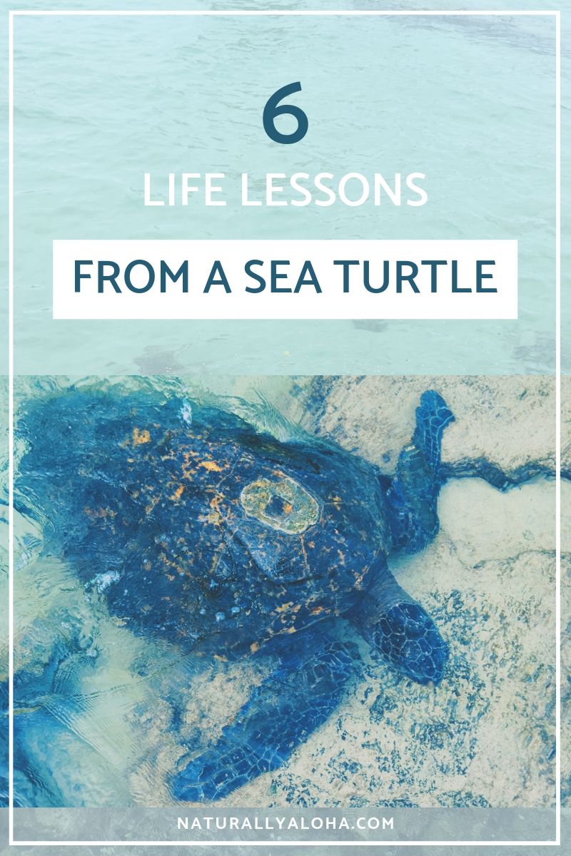 6 Life Lessons from a sea turtle
