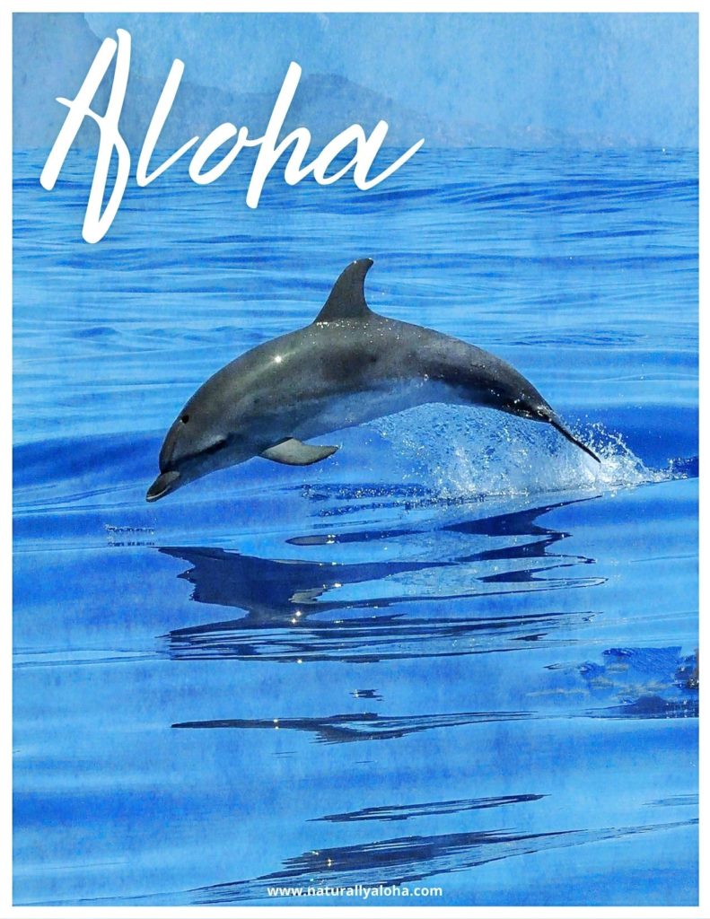 dolphin hawaii