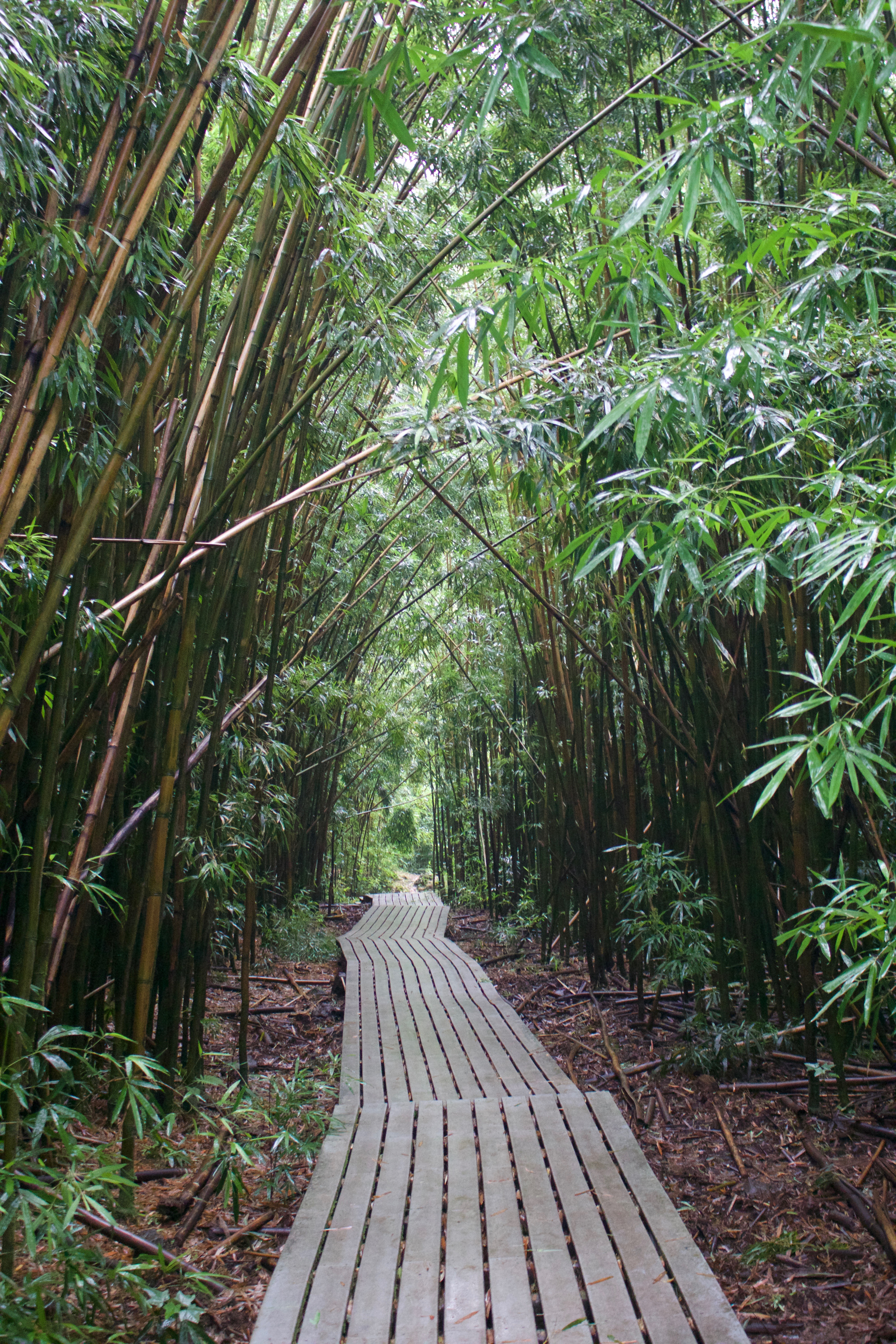 Bamboo Forest Maui