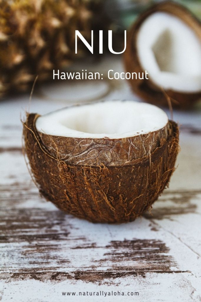 coconut - niu in Hawaiian