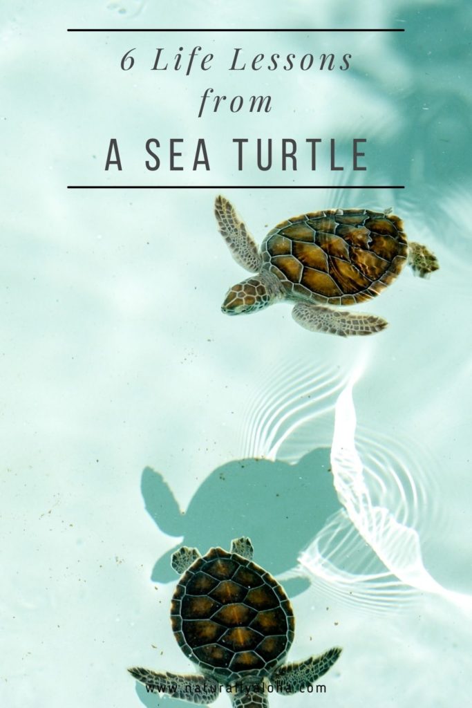 6 Life Lessons from a Sea Turtle
