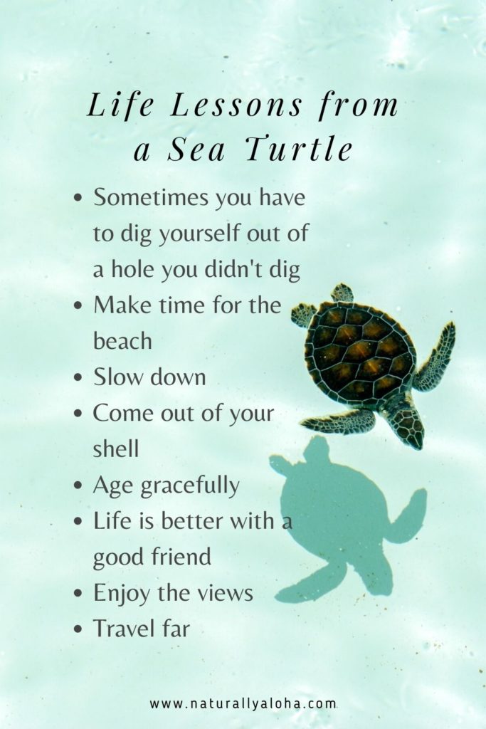 Sea Turtle Life Lessons