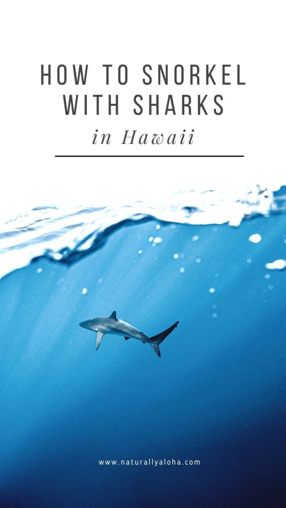 How to swim with sharks in Hawaii