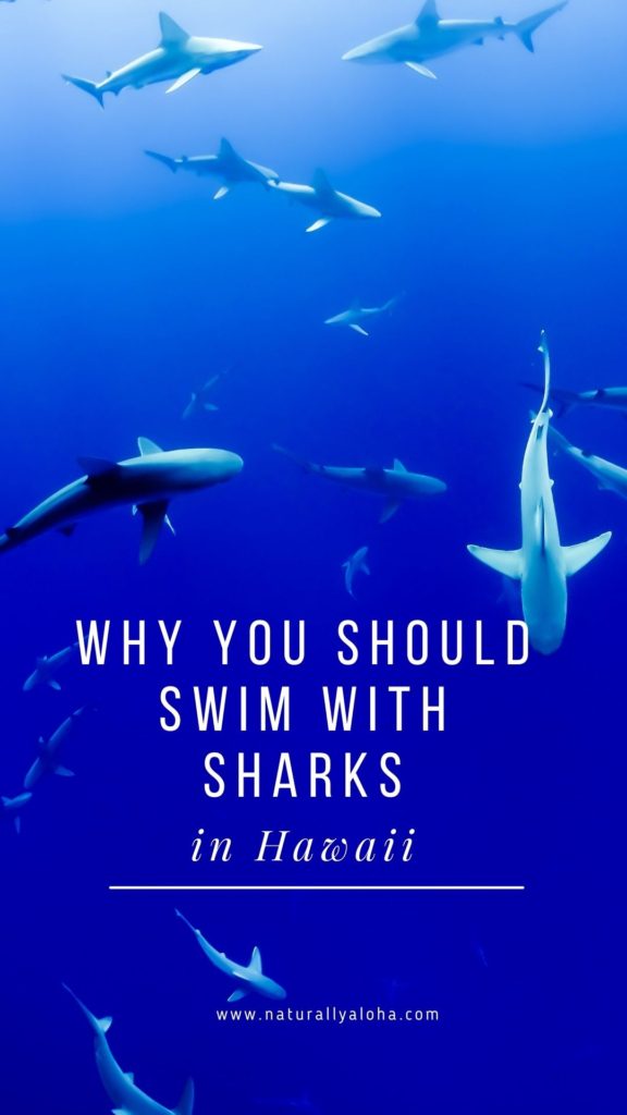 why you should swim with sharks in Hawaii