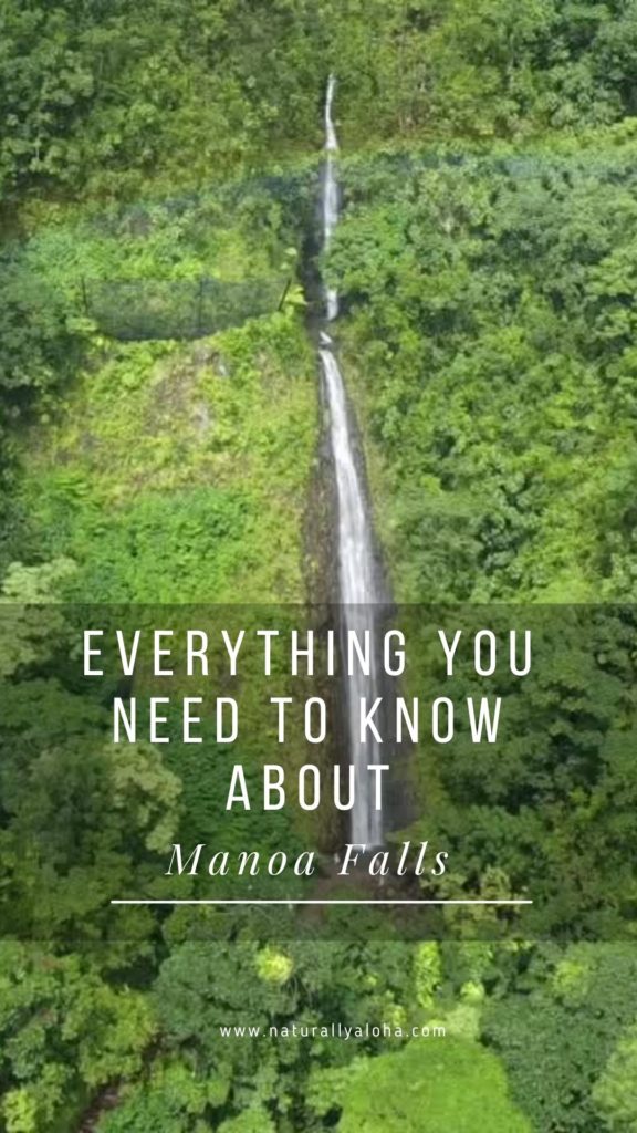 Manoa Falls, O’ahu: Everything You Need to Know