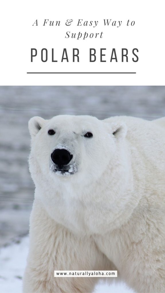 polar bear conservation bracelet