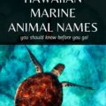 Hawaiian Sea Animal Names