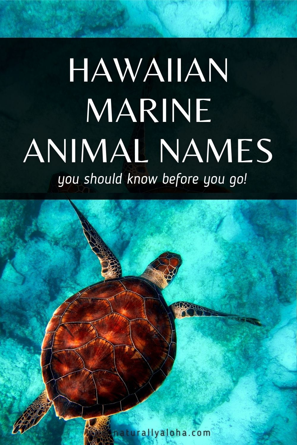 10 Hawaiian Sea Animal Names You Need To Know
