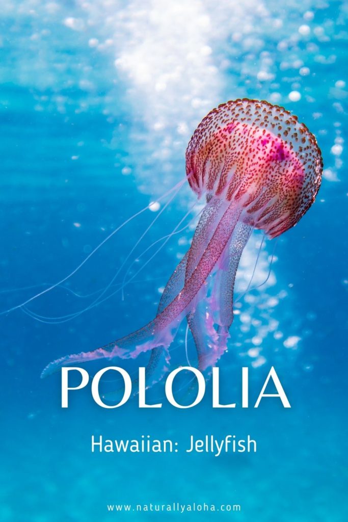 Hawaiian jellyfish