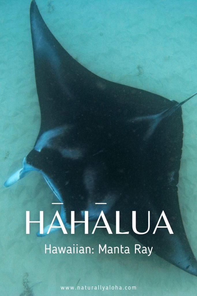 10 Hawaiian Sea Animal Names You Need To Know - Naturally Aloha