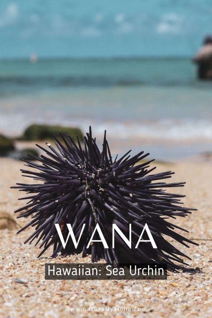 Sea Urchin in Hawaiian language