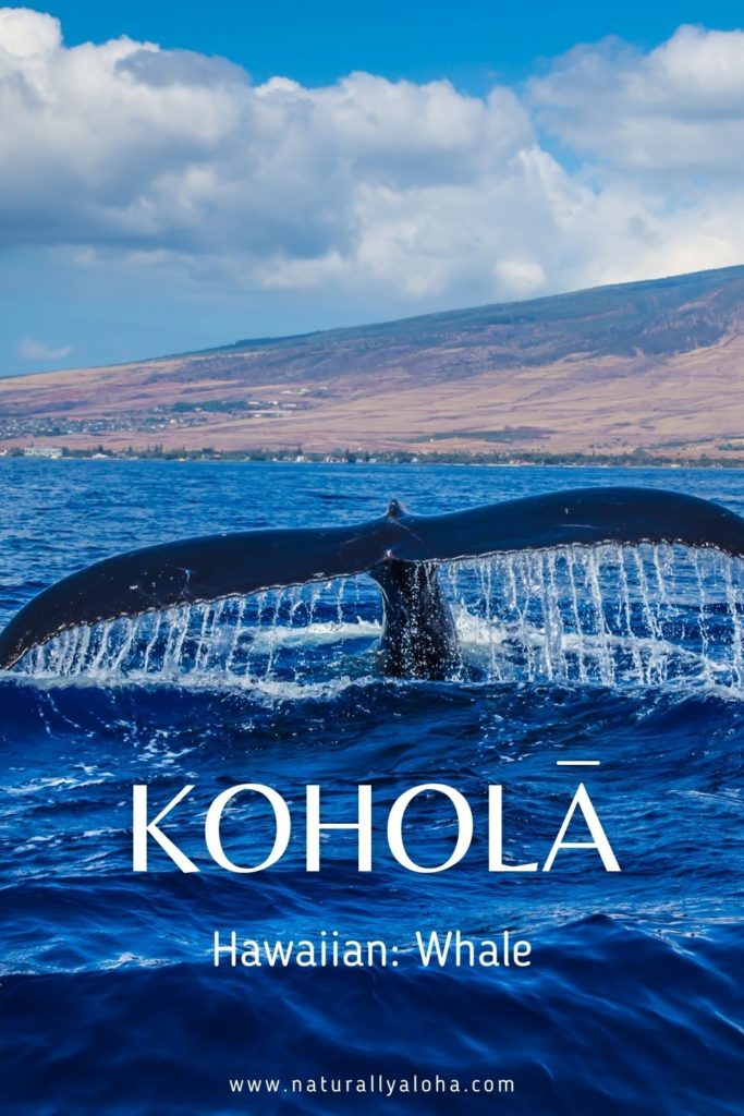 Hawaiian Whale