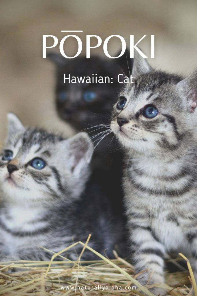 cat in Hawaiian