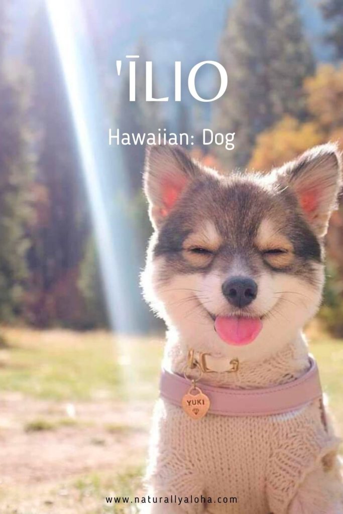 how to say dog in Hawaiian