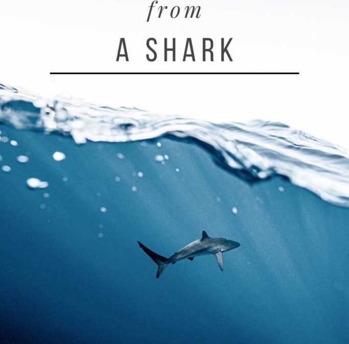 5 Inspiring Life Lessons from a Shark