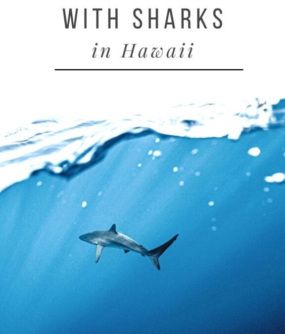 How to swim with sharks in Hawaii (and why you should!)